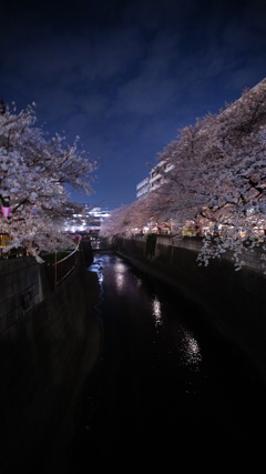 目黒川夜桜、手持ち撮影