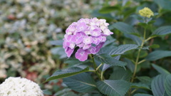 瑞々しいピンク紫陽花：隅田公園にて