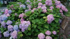 温かい紫陽花に癒されました：隅田公園にて