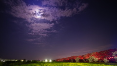 月齢12.94朧月と夜桜コラボ、権現堂公園