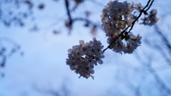清澄公園付近の桜、日没直前