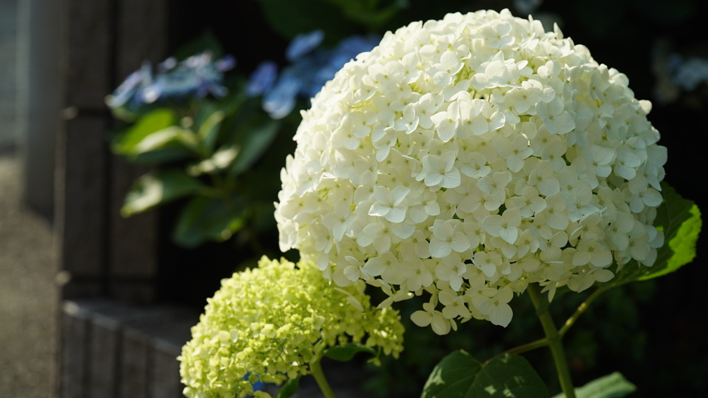 紫陽花:白山公園付近にて