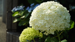 紫陽花:白山公園付近にて