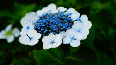 白山公園付近の紫陽花、華麗に咲いてます