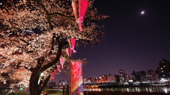 隅田公園夜桜と月齢8.04コラボ