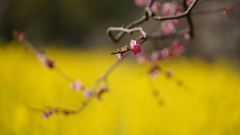菜の花と梅コラボ/浜離宮