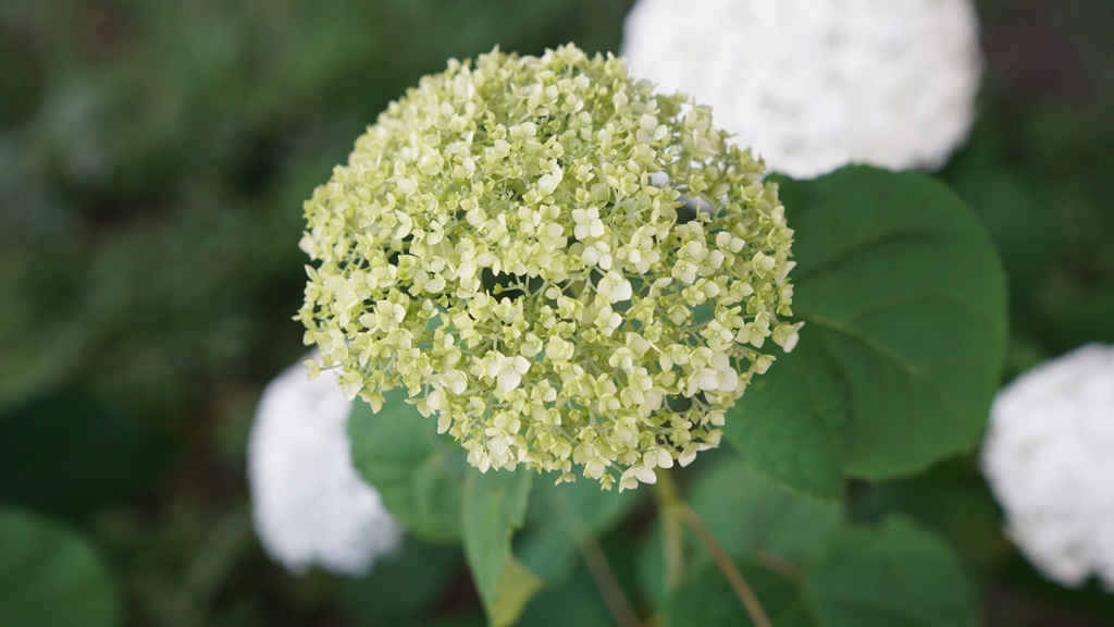 紫陽花：隅田公園内にて