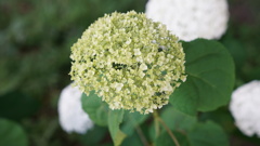 紫陽花：隅田公園内にて