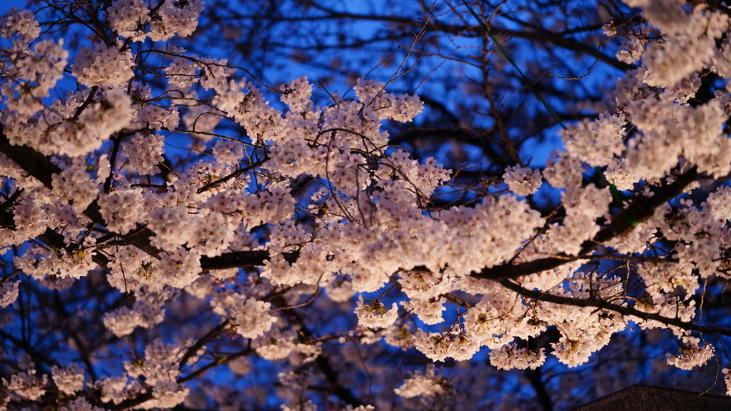 清澄公園付近の桜、ライトアップ