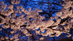 清澄公園付近の桜、ライトアップ