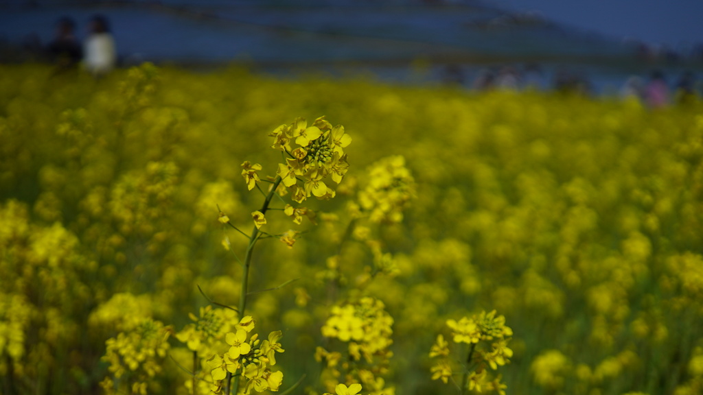 ステキなカップルさん、ネモフィラ・菜の花コラボ