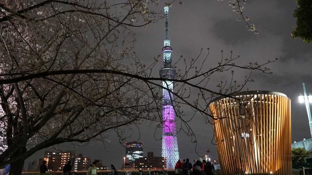 隅田公園からの夜桜