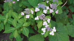 可憐な花：隅田公園にて