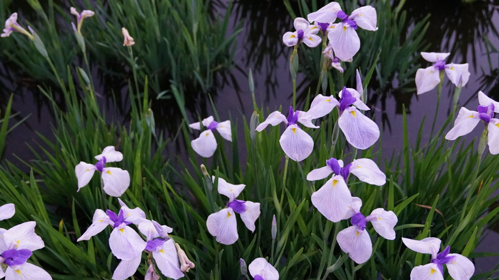 しょうぶ沼公園の菖蒲