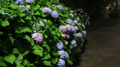  獨協大学内の紫陽花 