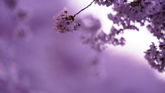 権現堂公園の満開桜に癒されました