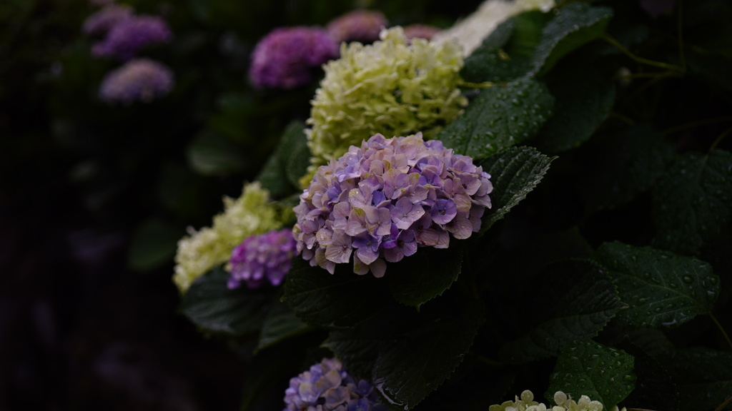 文京あじさいまつりの、紫陽花