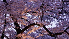 マジックアワー:千鳥ヶ淵公園の作は