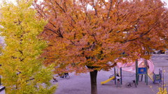 都内自宅マンション隣公園の紅葉