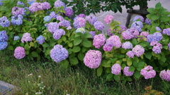 色鮮やか紫陽花：隅田公園にて