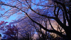 昭和記念公園の夜桜、ライトアップ