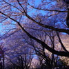 昭和記念公園の夜桜、ライトアップ