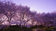権現堂の満桜/日没直前