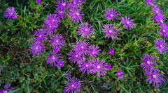 実家付近のお花