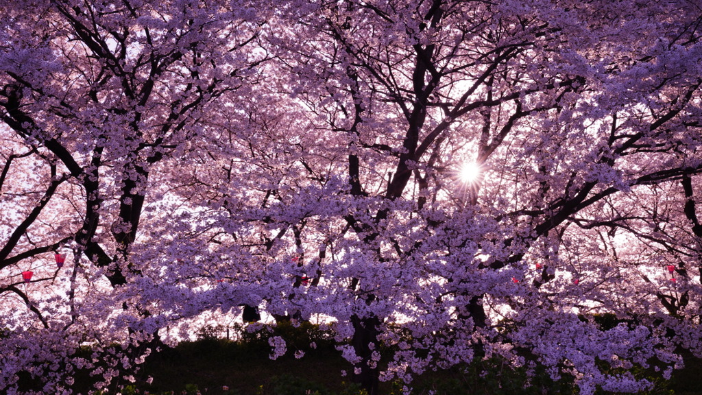 日没前の光芒と満開桜/権現堂公園