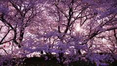 日没前の光芒と満開桜/権現堂公園