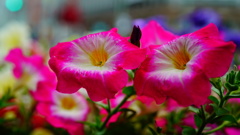銀座付近は曇り、お花に癒されました