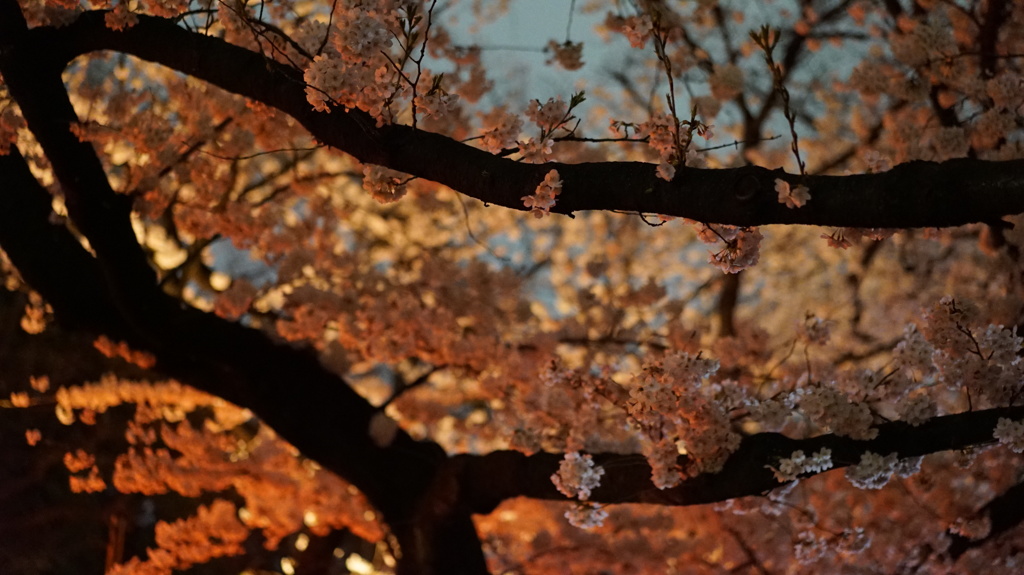 上野公園の夜桜
