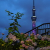 点灯スカイツリーと紫陽花のコラボ：隅田公園にて