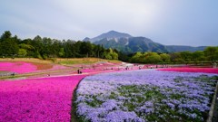 羊山公園の芝桜：また見に行きたい場所