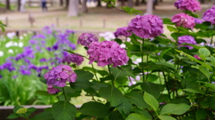 紫陽花としょうぶのコラボ