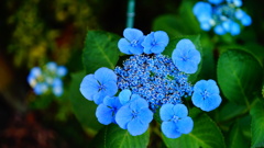 白山公園付近の紫陽花、見頃です。