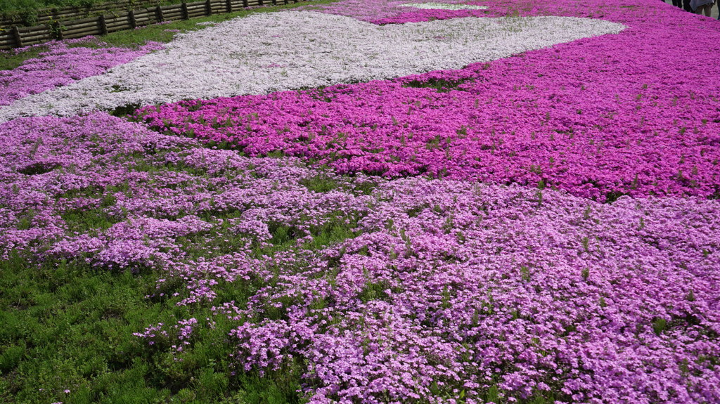 羊山公園・ハート形の芝桜