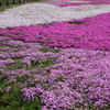 羊山公園・ハート形の芝桜