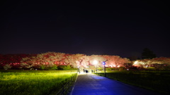 権現堂の夜桜、満開