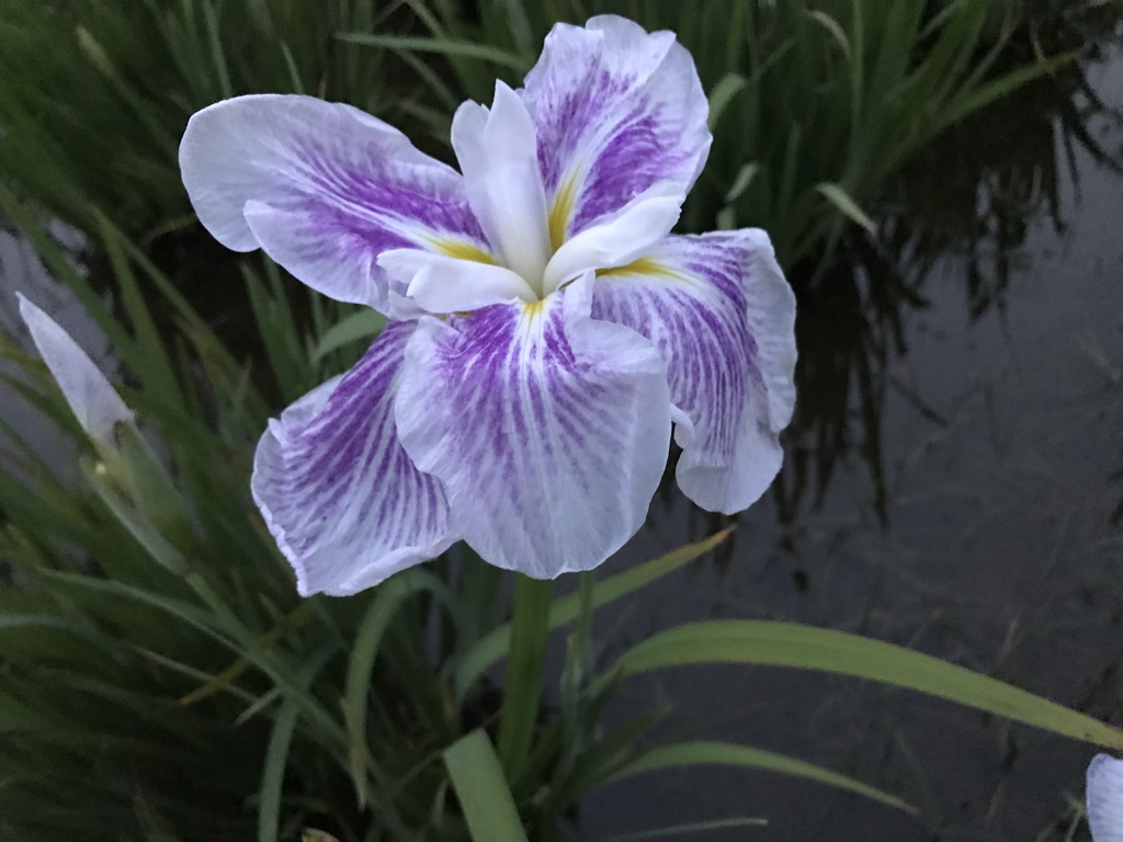 しょうぶ沼公園のしょうぶは見納め！