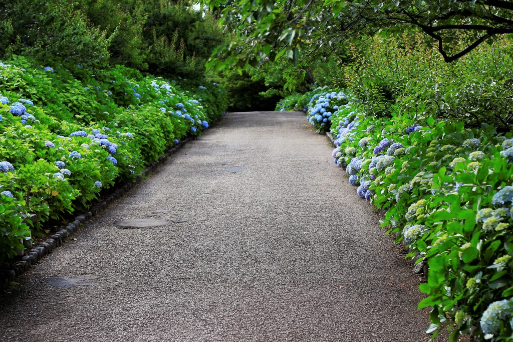 紫陽花の道