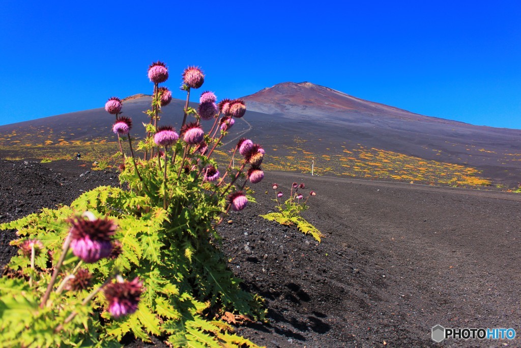 Wild Flower