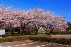 満開の桜に、会いに行く。～静岡編～