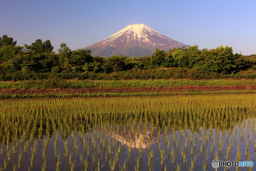田植え完了。