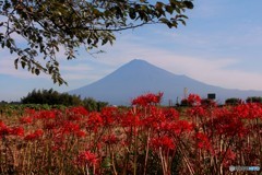 夏の終わりを告げる花