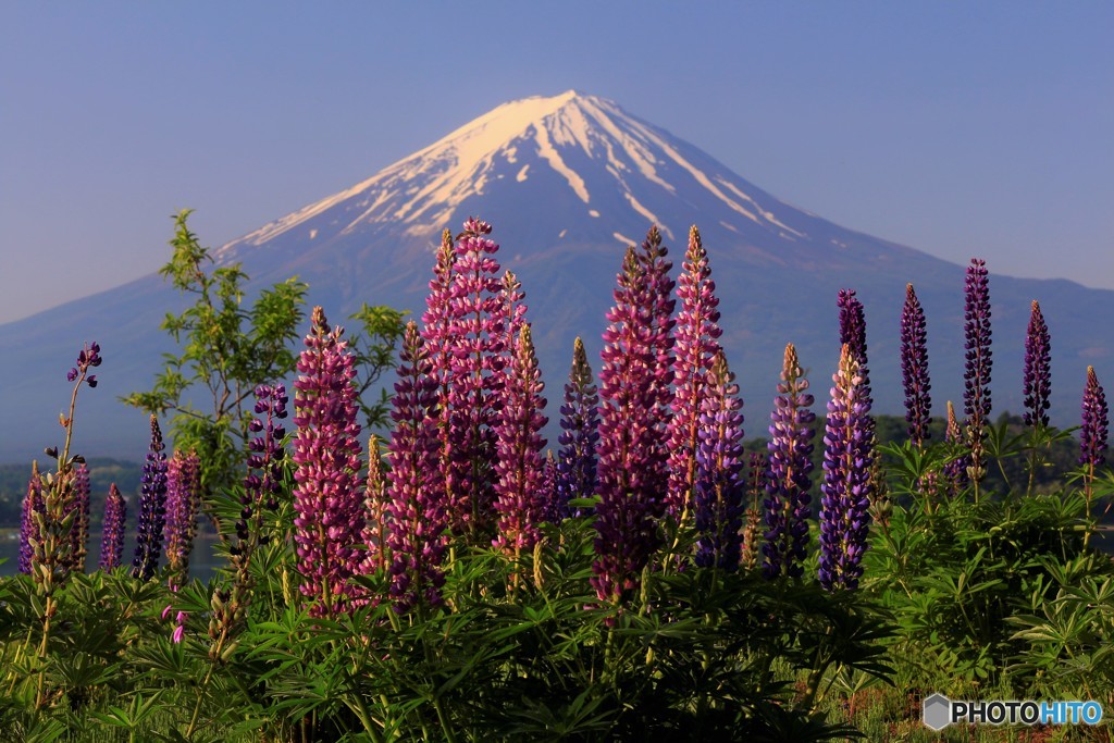 ここでは初めて見る花