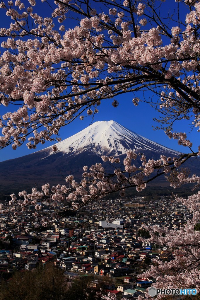 桜咲く坂道から…