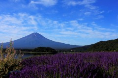 ラベンダーの花咲くころ。