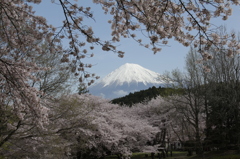 桜と富士　其之二