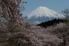 桜と富士